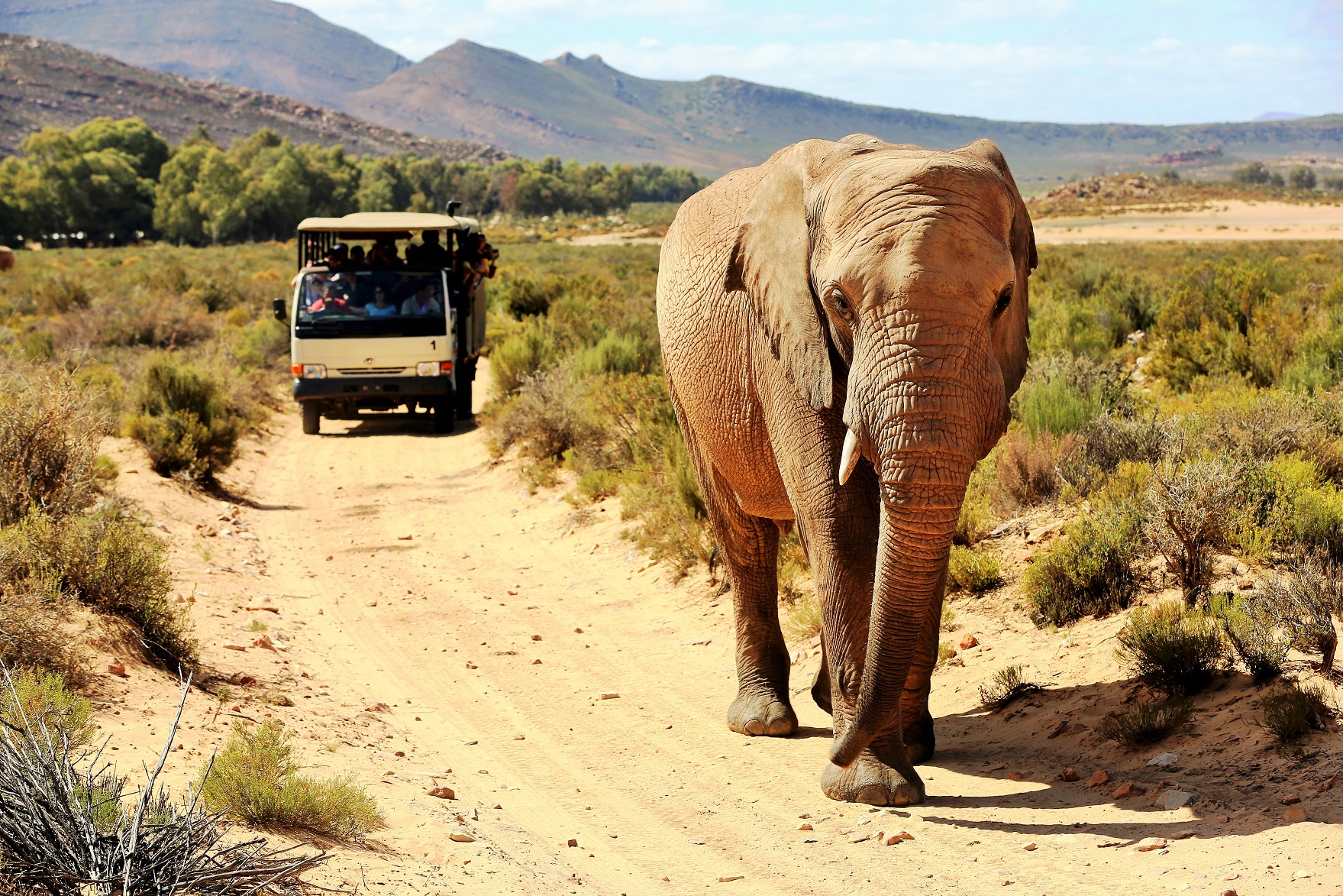 2014-02-21_1029_South Africa_Western Cape_Aquila Private Game Reserve_Elephant+Jeep_@_Web