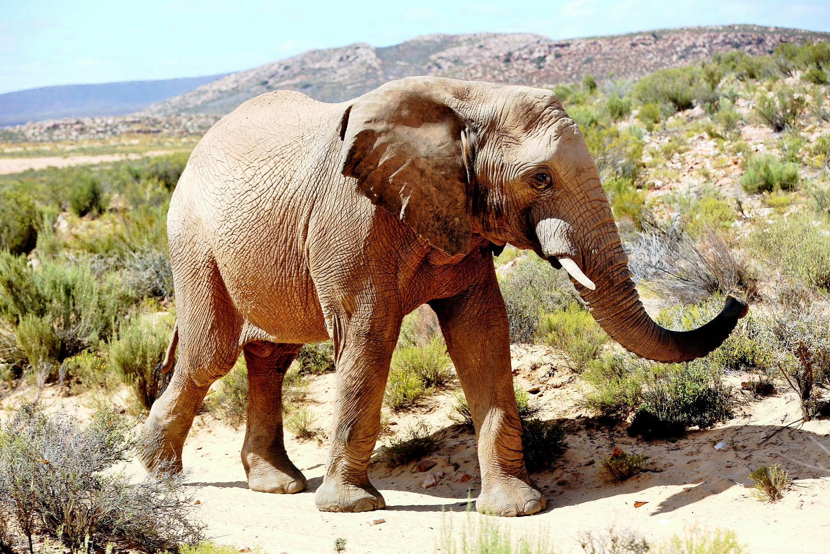2014-02-21_1029_South Africa_Western Cape_Aquila Private Game Reserve_Elephant_@_Web