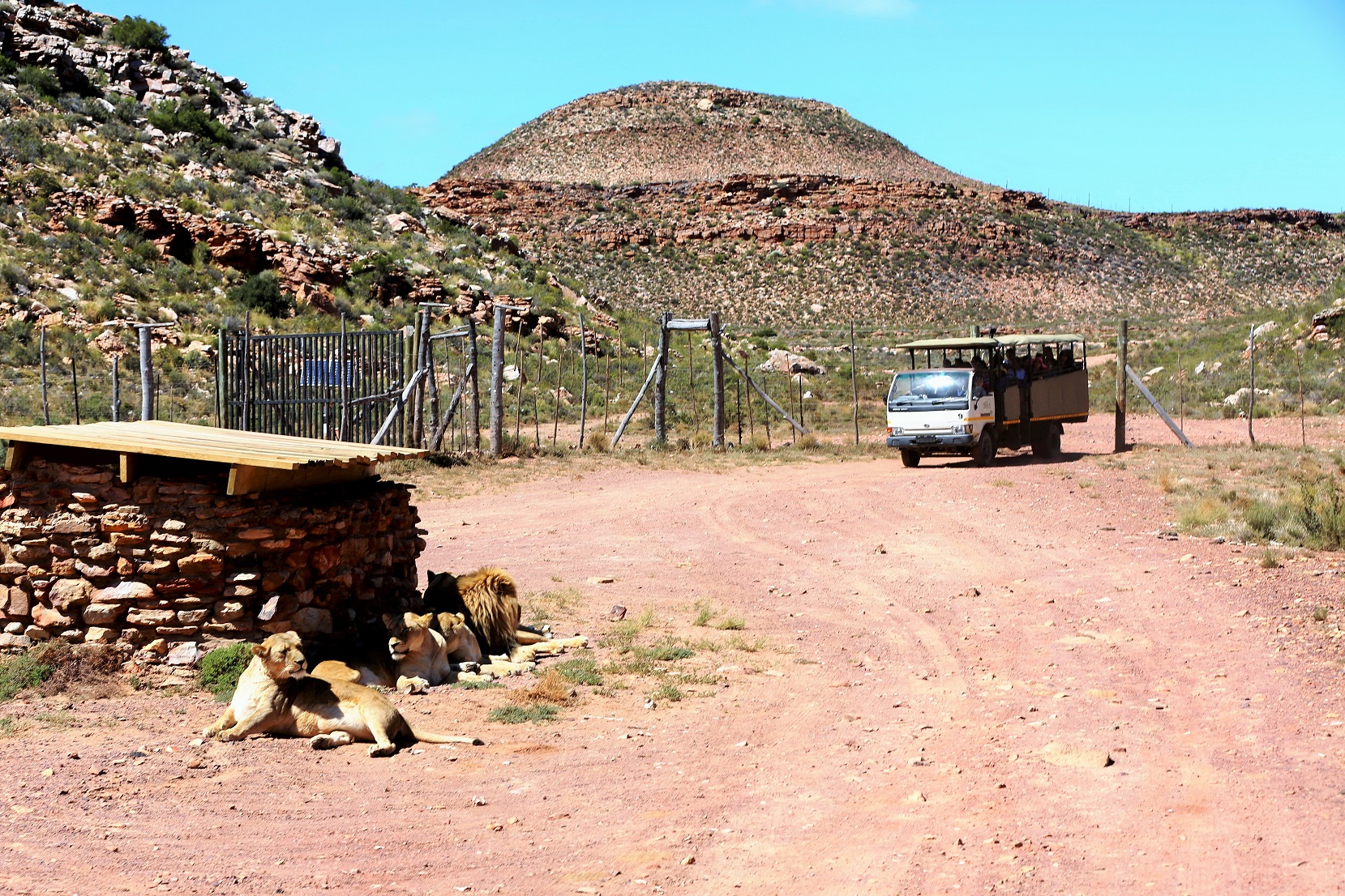 2014-02-21_1101_South Africa_Western Cape_Aquila Private Game Reserve_Lions_@_Web
