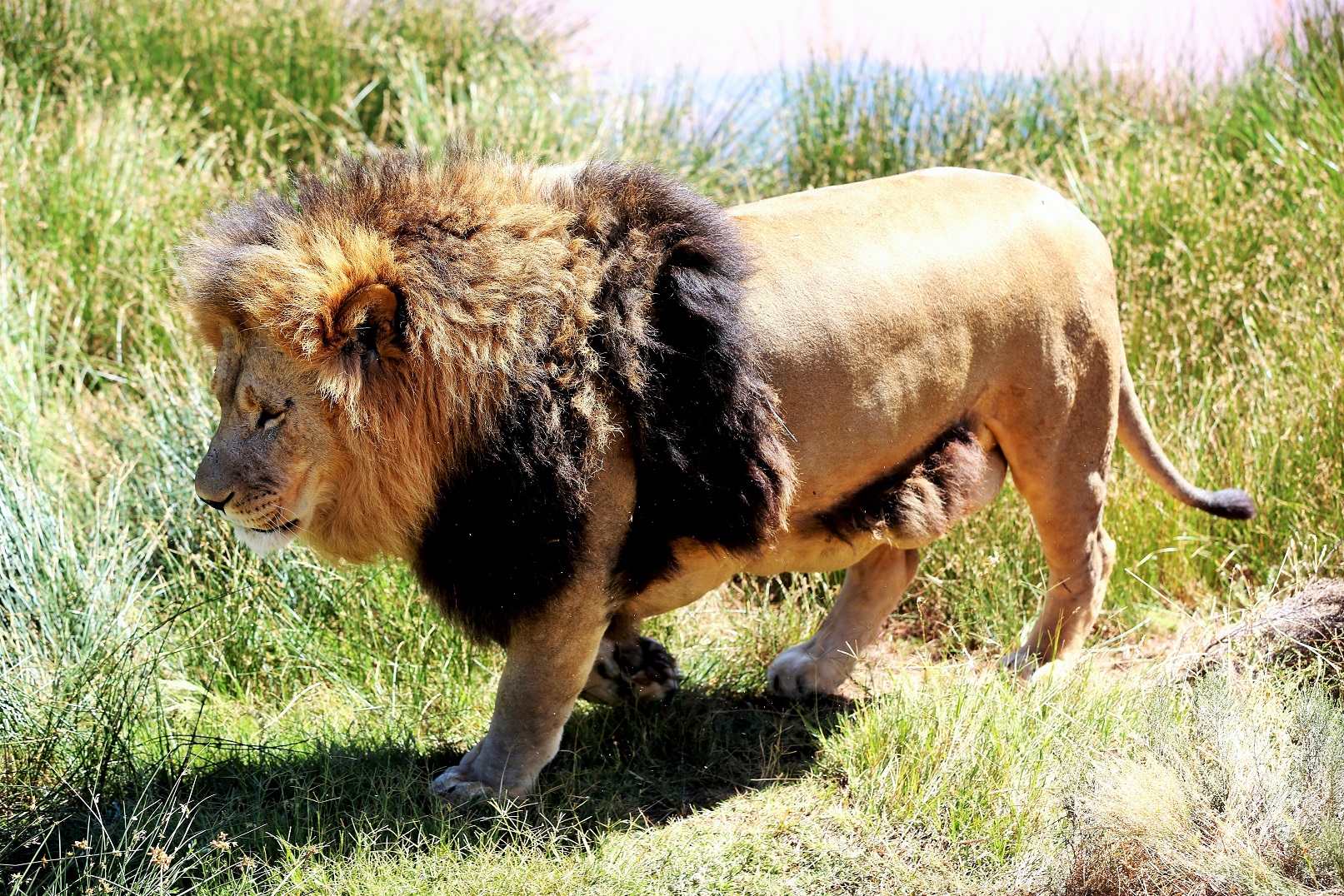 2014-02-21_1105_South Africa_Western Cape_Aquila Private Game Reserve_Lion_@_Web