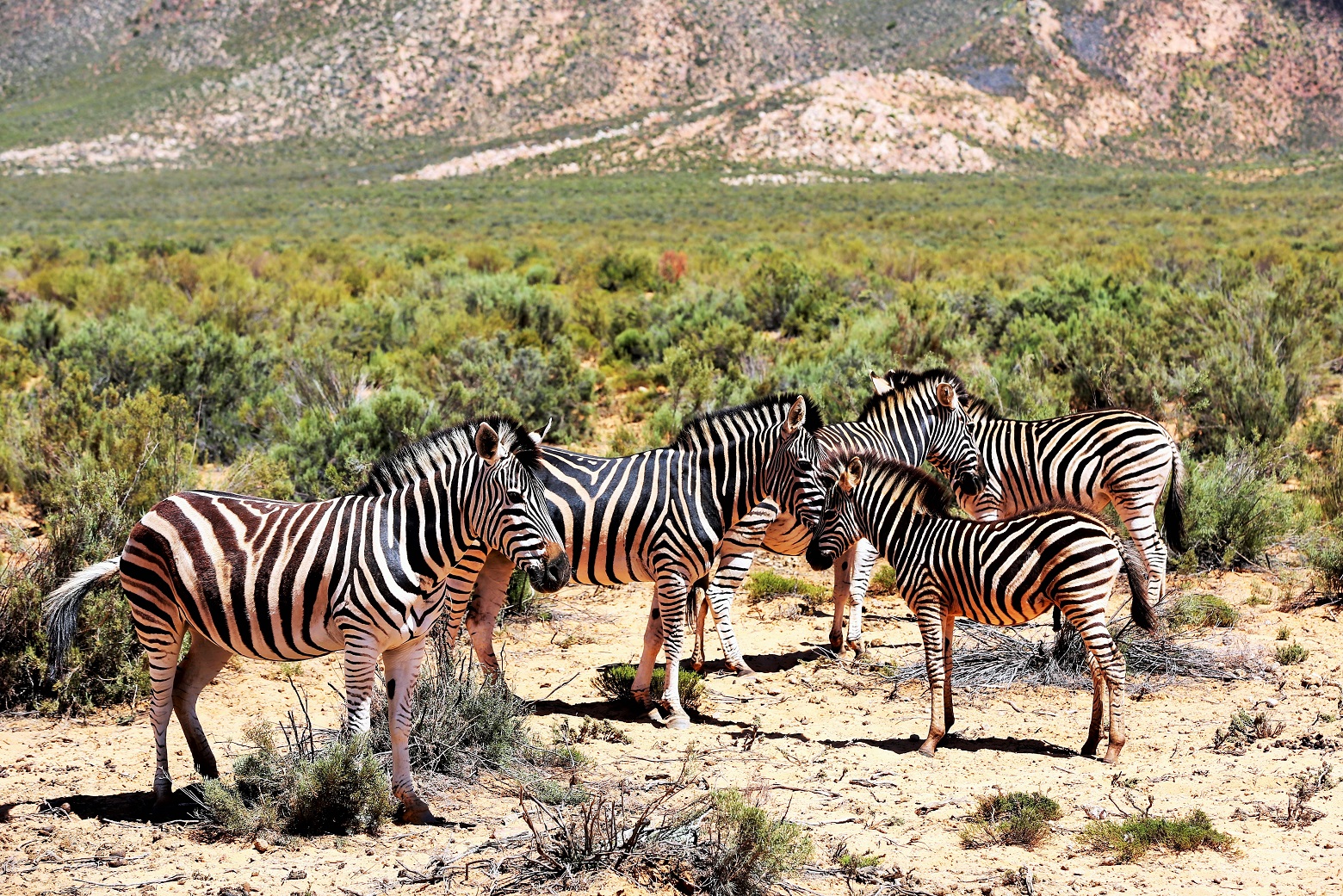 2014-02-21_1141_South Africa_Western Cape_Aquila Private Game Reserve_Zebra_@_Web