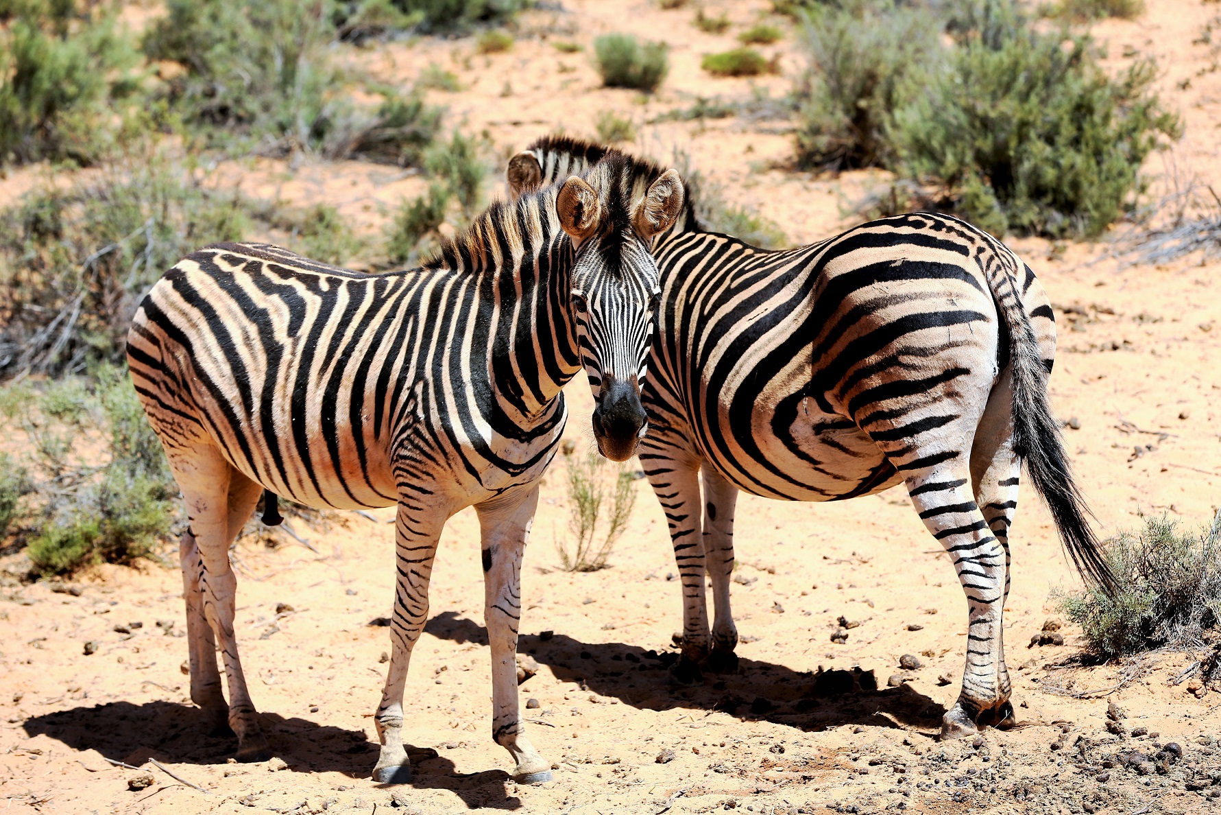 2014-02-21_1147_South Africa_Western Cape_Aquila Private Game Reserve_Zebra_@_Web