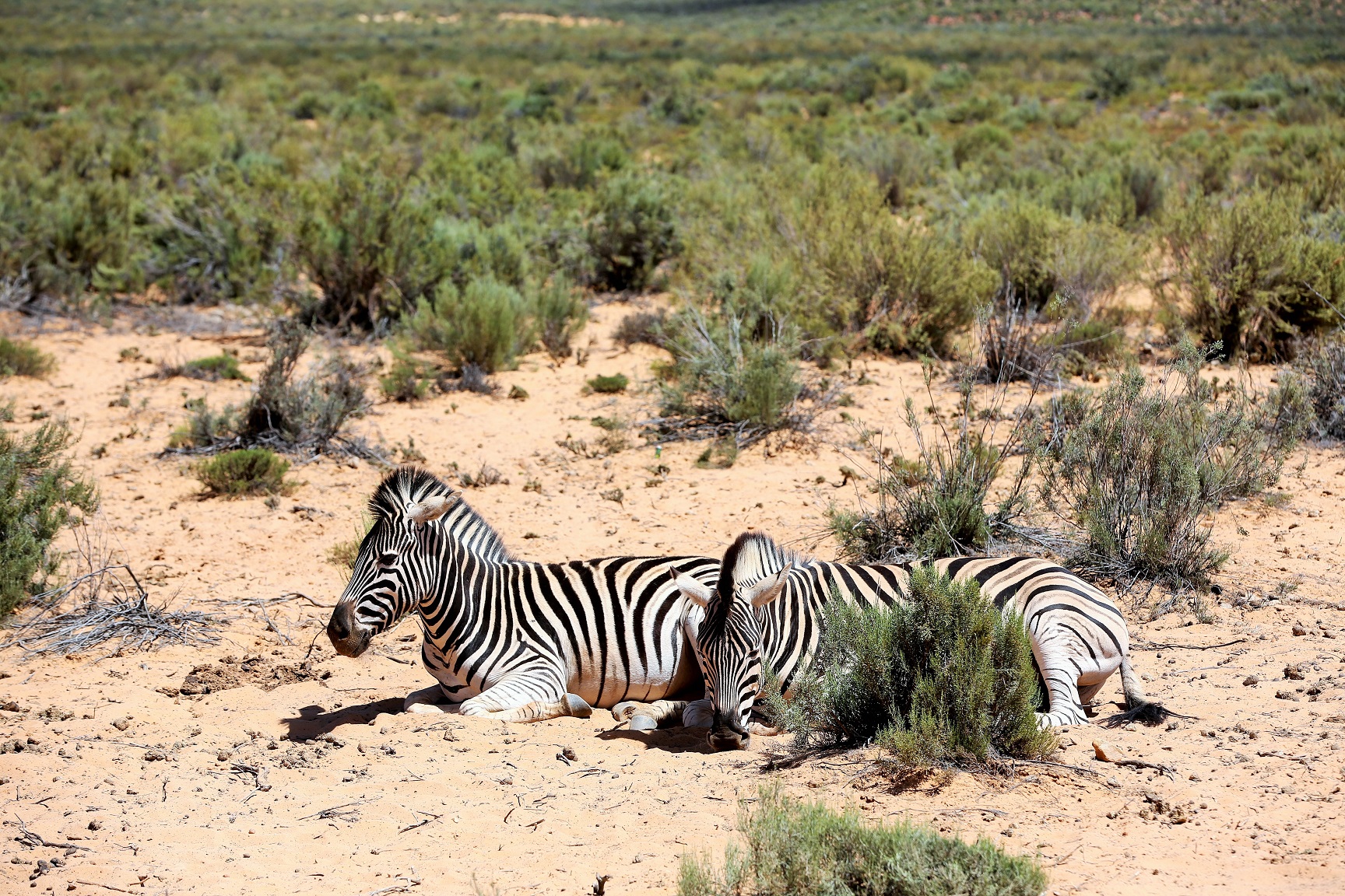 2014-02-21_1148_South Africa_Western Cape_Aquila Private Game Reserve_Zebra_@_Web