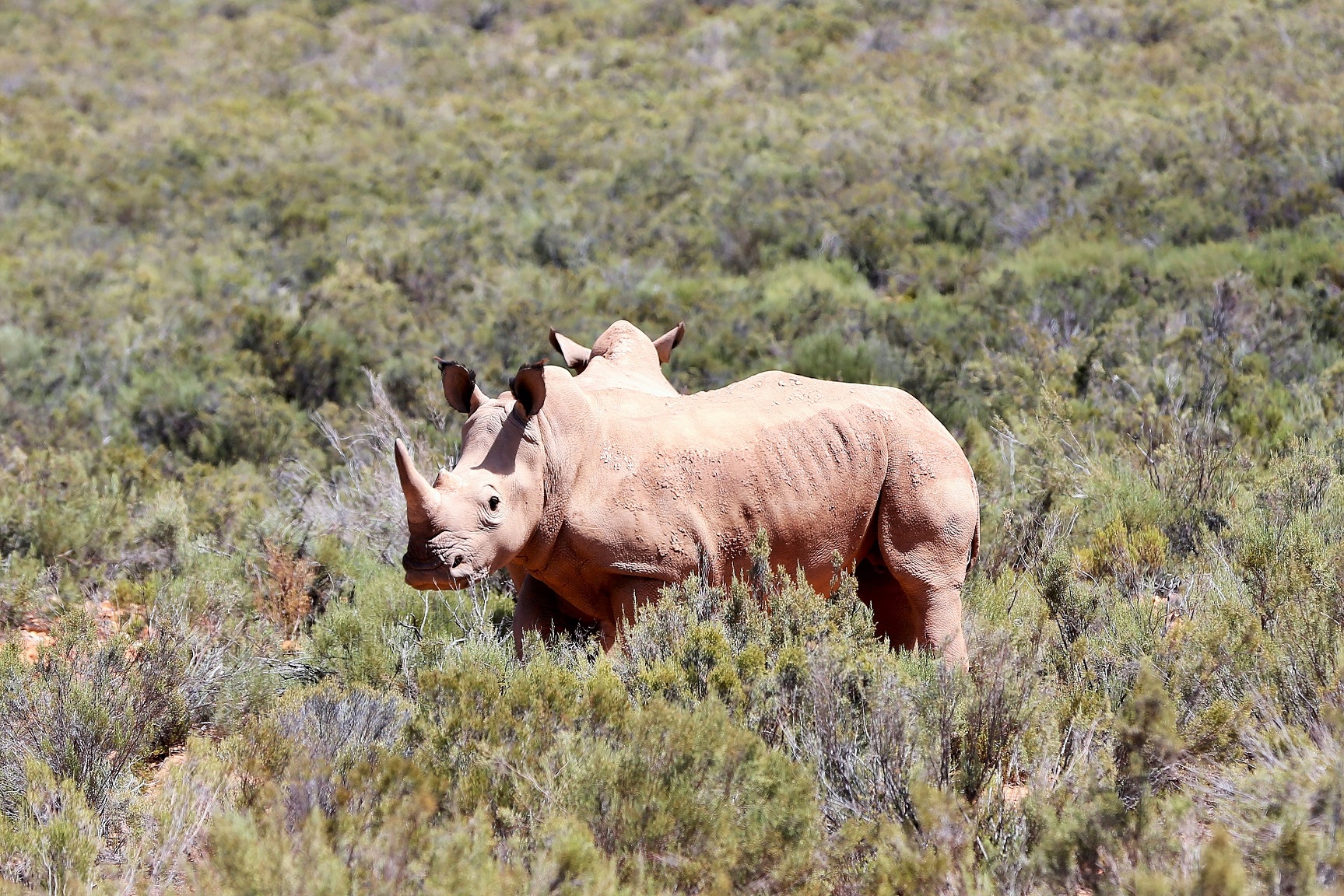 2014-02-21_1153_South Africa_Western Cape_Aquila Private Game Reserve_Rhino_@_Web