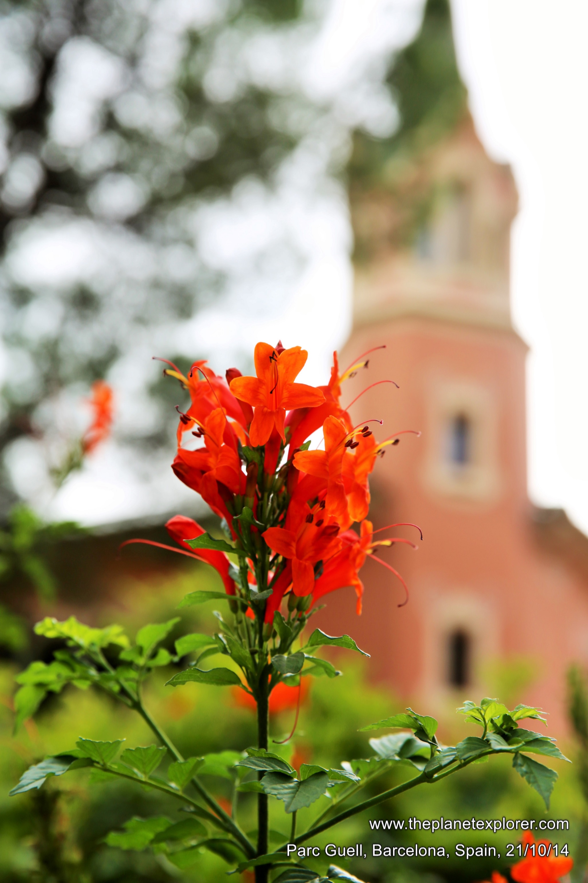 2014-10-21_1605_spain_catalonia_barcelona_parc-guell_flower_lr_nw