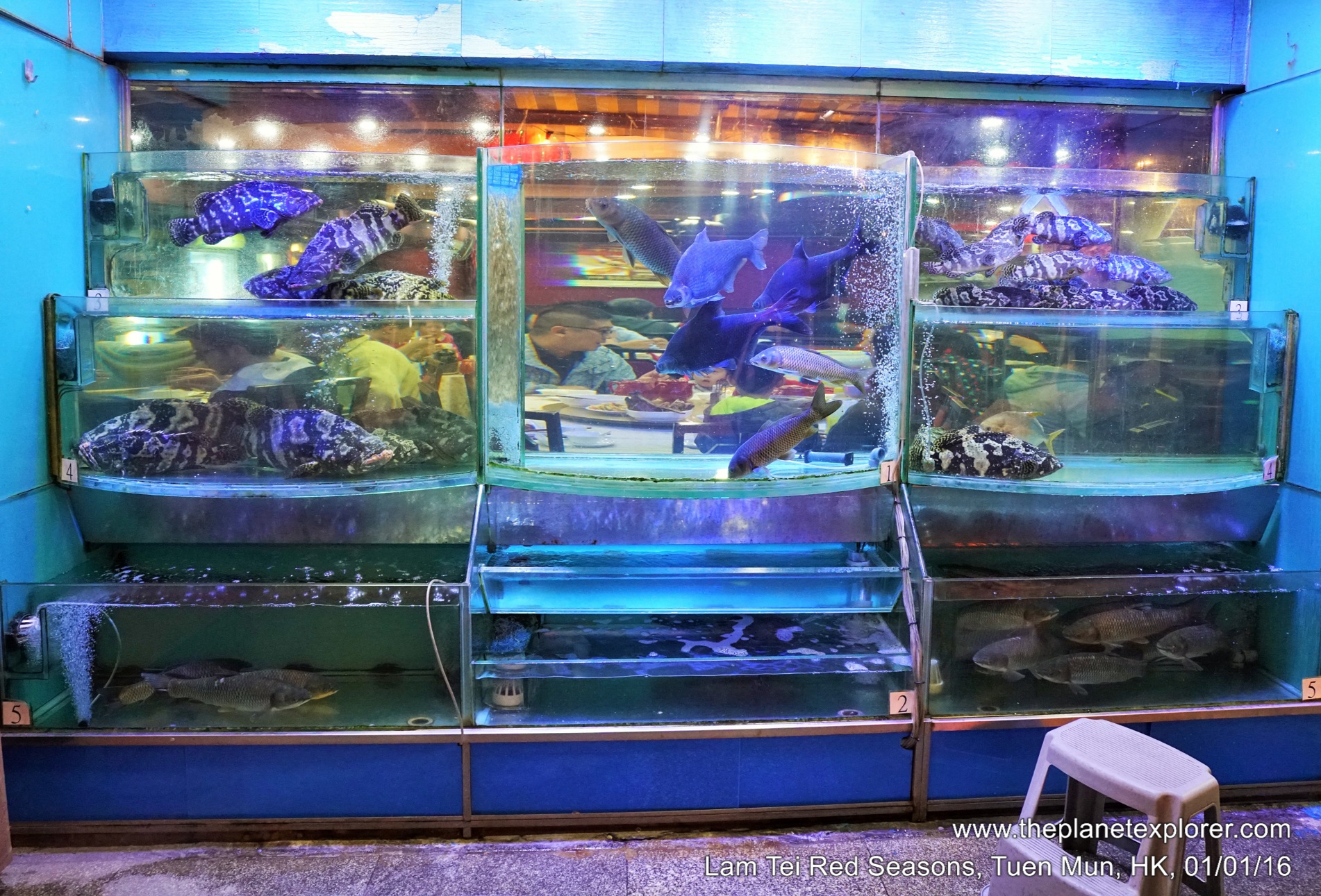2016-01-01_1928_hk_tuen-mun_lam-tei-red-seasons_fishes_dsc02014_lr_nw