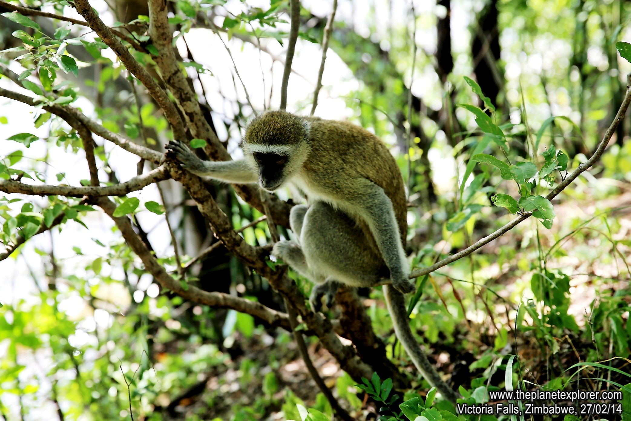 2014-02-27_0912_Zimbabwe_Victoria Falls_Monkey_LR_@@www