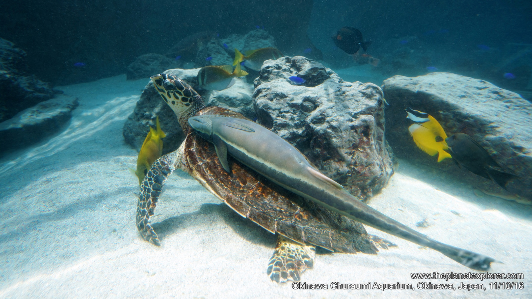 2016-10-11_1317_japan_okinawa_okinawa-churaumi-aquarium_turtle_s7r2_dsc01240_lr_nw