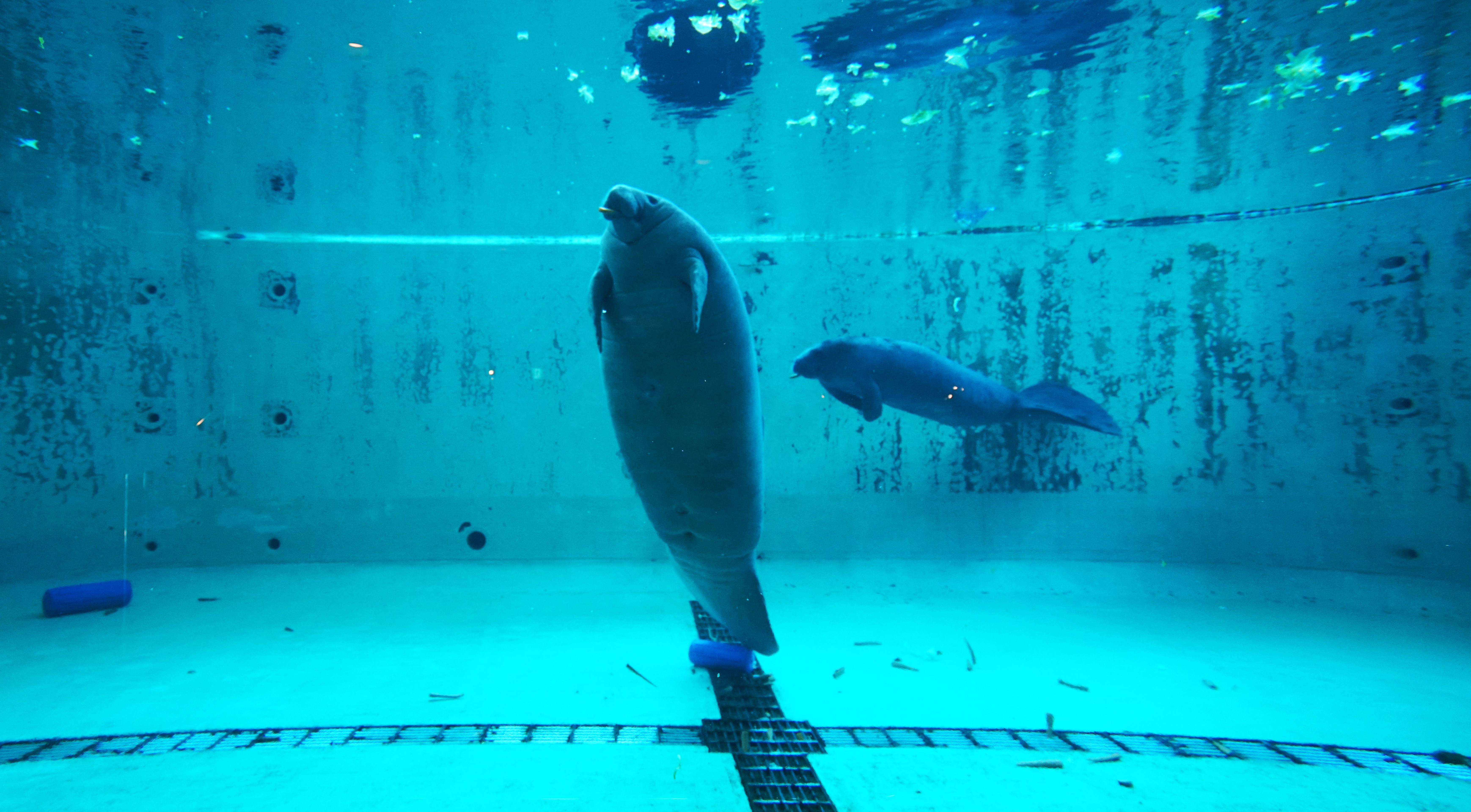 2016-10-11_1342_japan_okinawa_okinawa-churaumi-aquarium_manatee_dsc01279_hr_