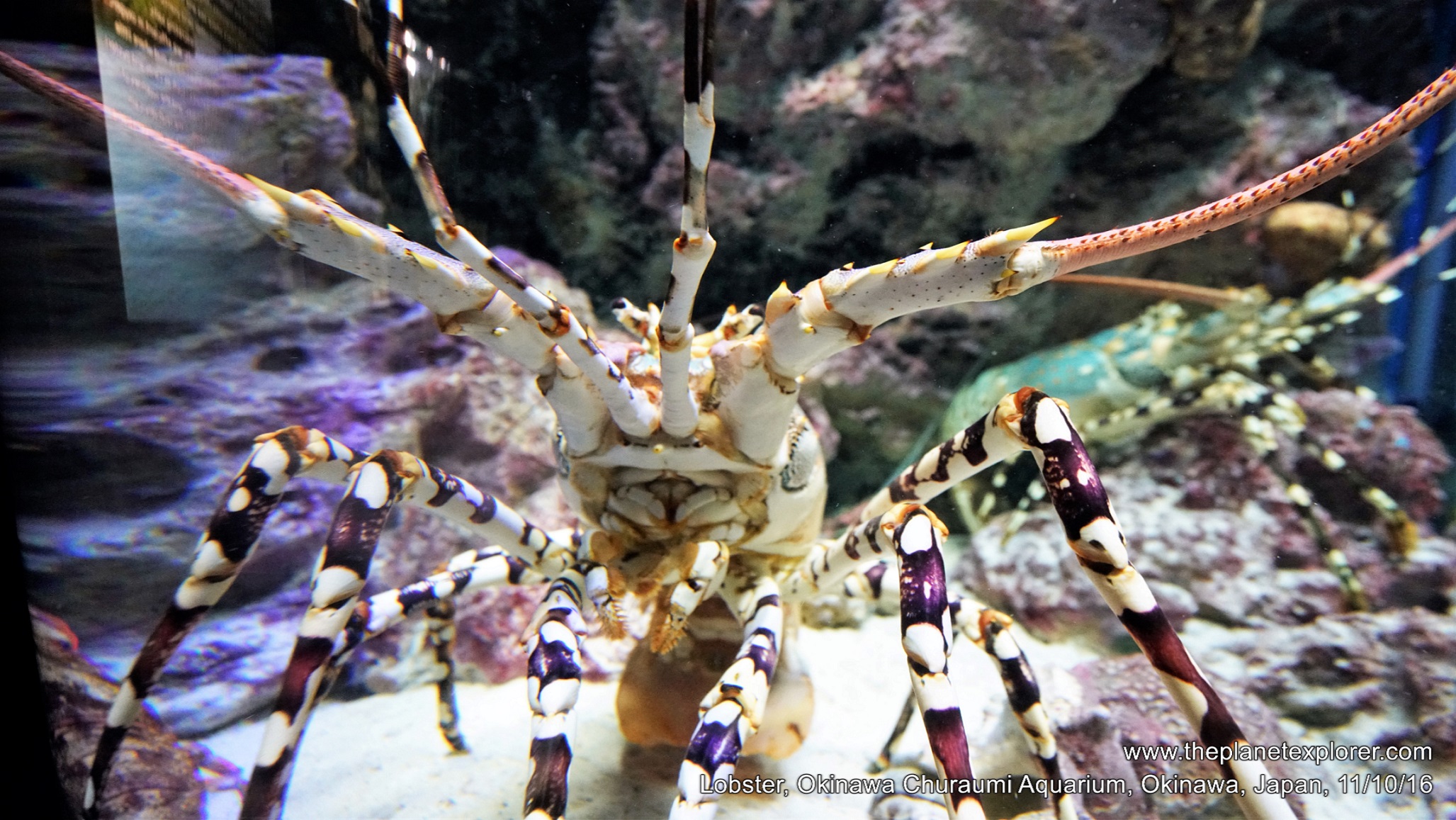 2016-10-11_1530_japan_okinawa_okinawa-churaumi-aquarium_lobster_mk35d_dsc01336_lr_nw