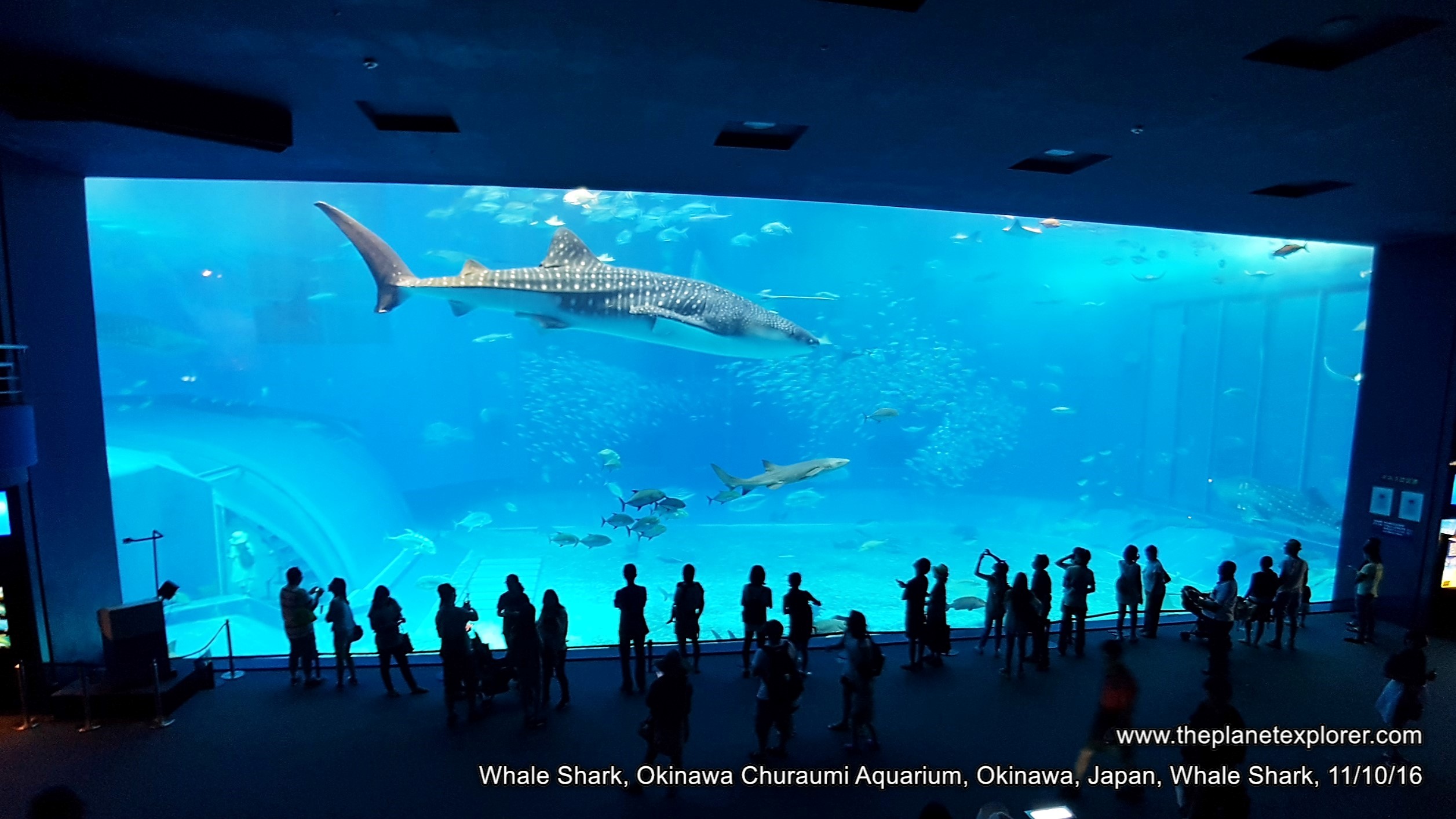 2016-10-11_1613_japan_okinawa_okinawa-churaumi-aquarium_whale-shark_sn7_lr_nw