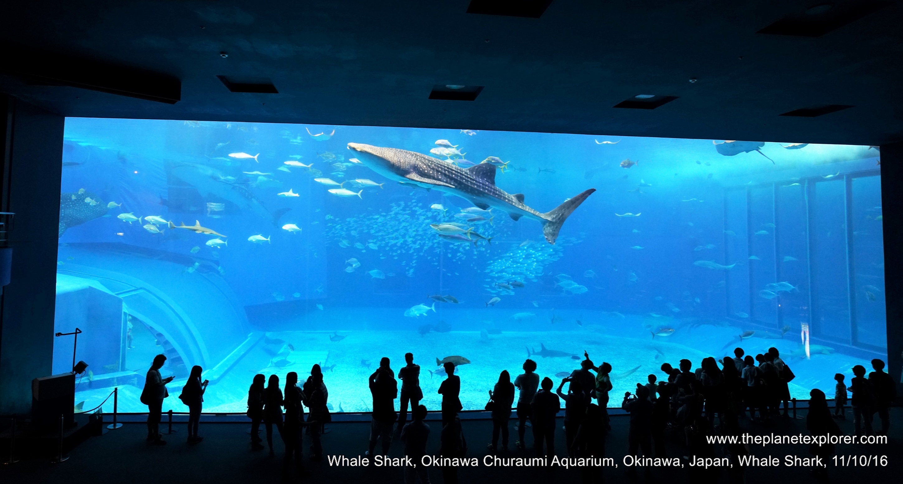2017-10-11_1616_japan_okinawa_okinawa-churaumi-aquarium_whale-shark_dsc01364_lr_nw