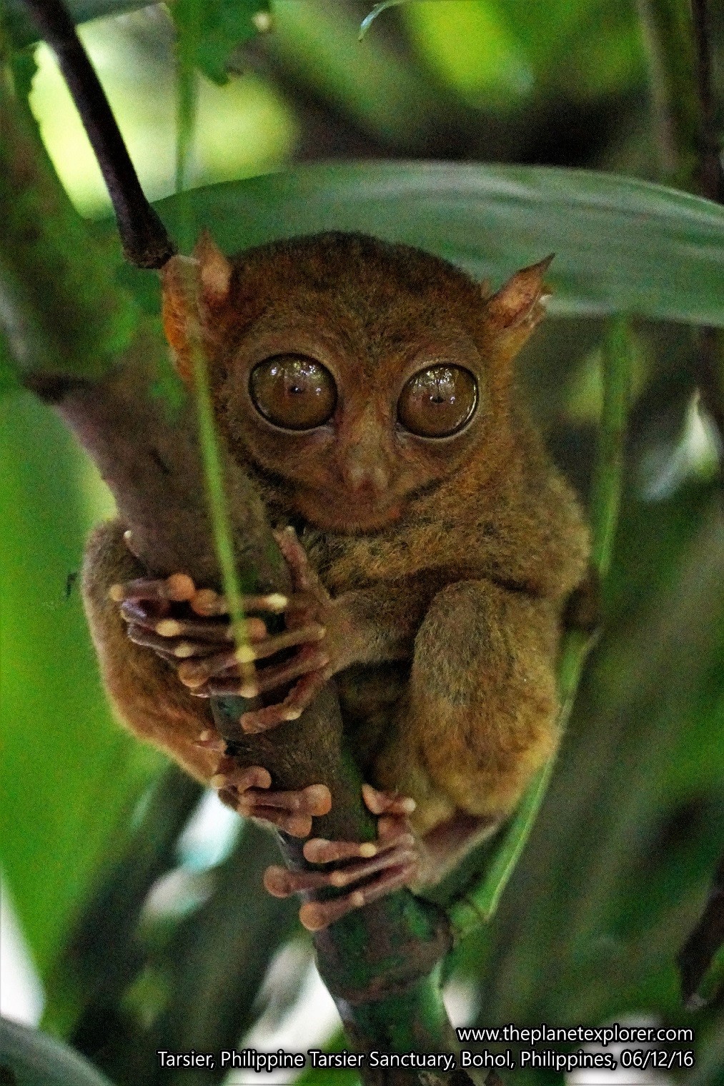 2016-12-06_1127_philippines_bohol_philippine-tarsier-sanctuary_tarsier_dsc04608_lr_www