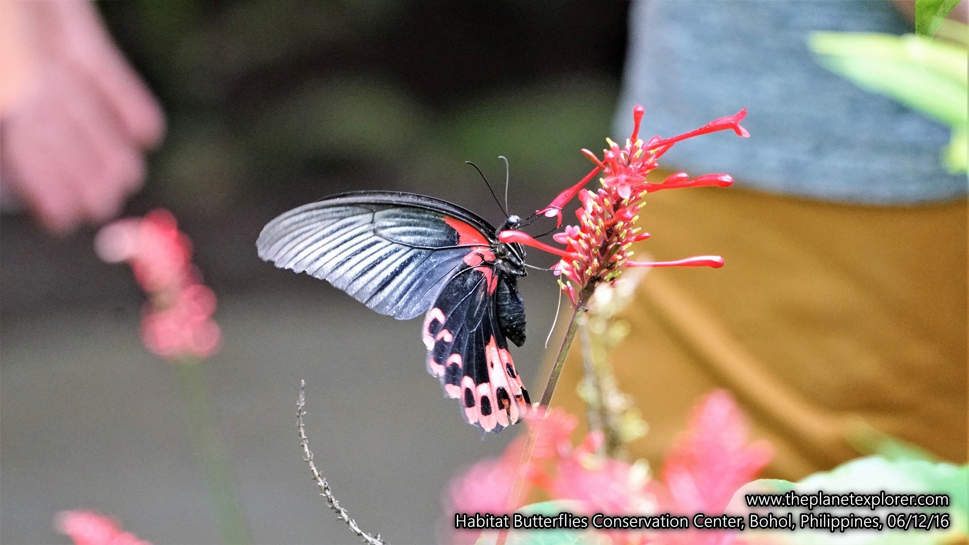 2016-12-06_1459_philippines_bohol_habitat-butterflies-conservation-center_butterfly_dsc04679_lr_www