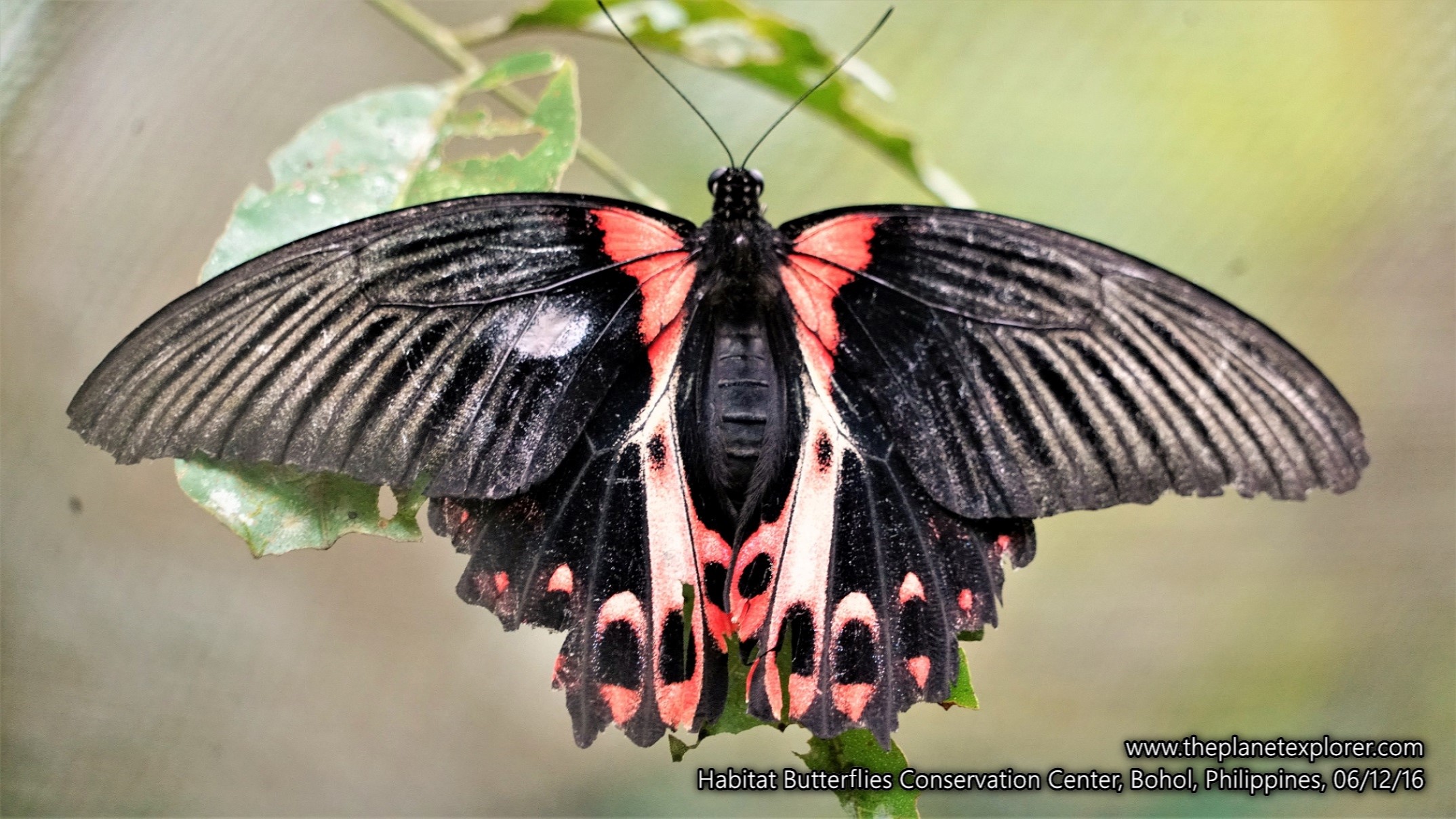 2016-12-06_1506_philippines_bohol_habitat-butterflies-conservation-center_butterfly_dsc04692_lr_www