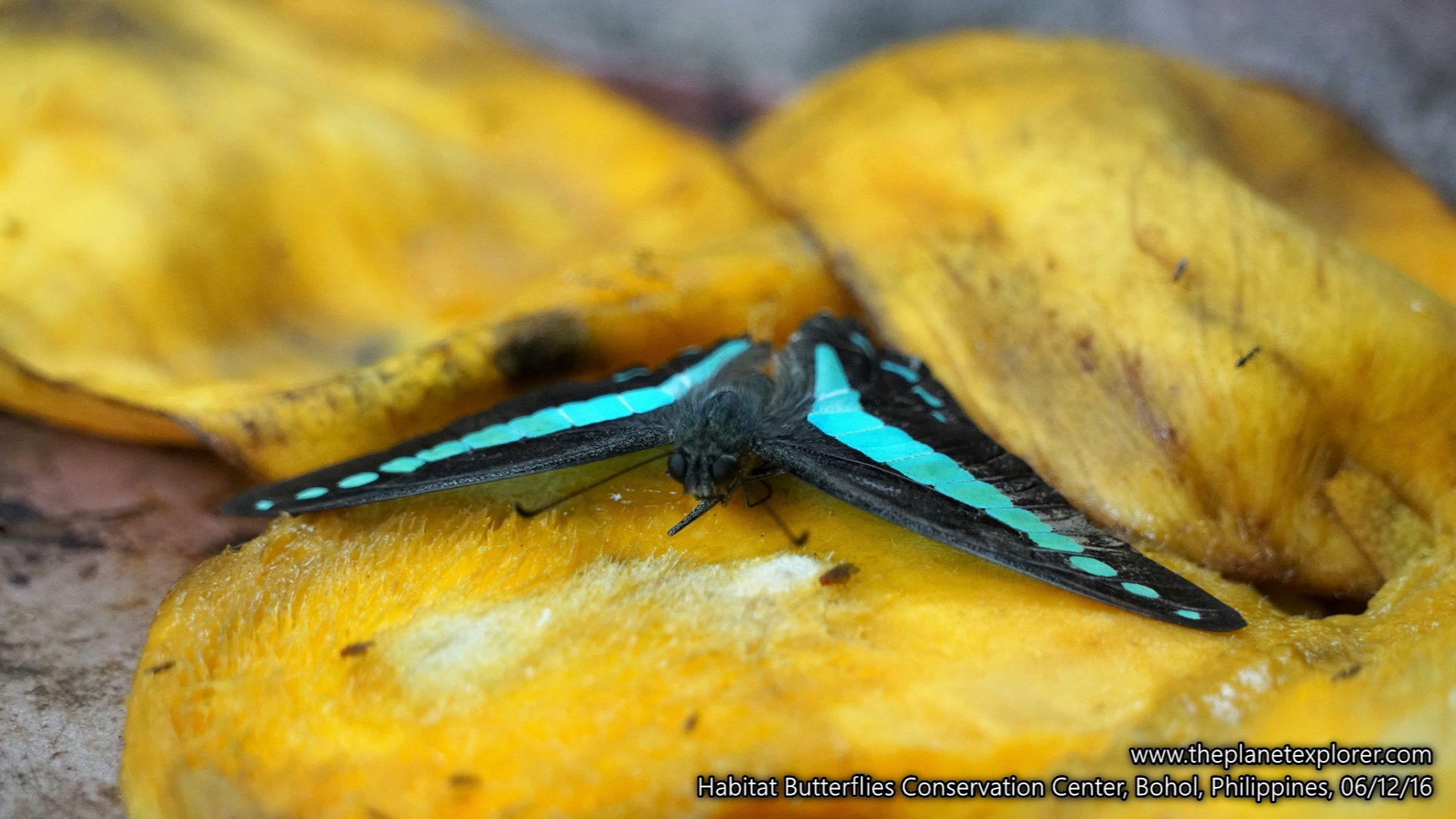 2016-12-06_1518_philippines_bohol_habitat-butterflies-conservation-center_butterfly_dsc04727_lr_www