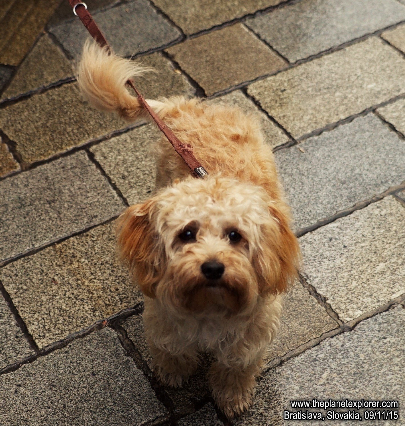 2015-11-09_1300_Slovakia_Bratislava_Dog_DSC08915_LR_@