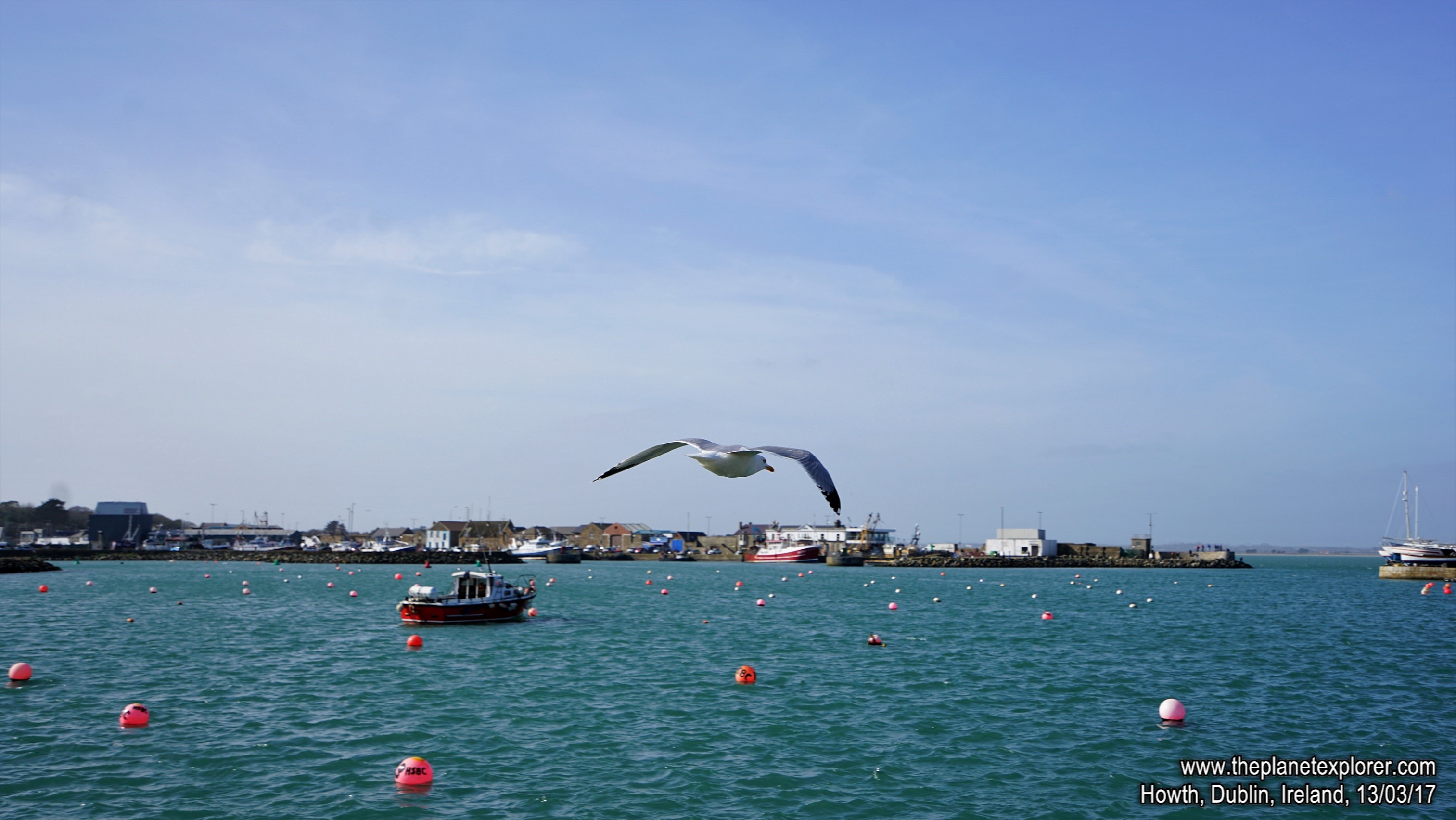 2017-03-13_1258_Ireland_Dublin_Howth_Bird_DSC08296_s7R2_LR_@www