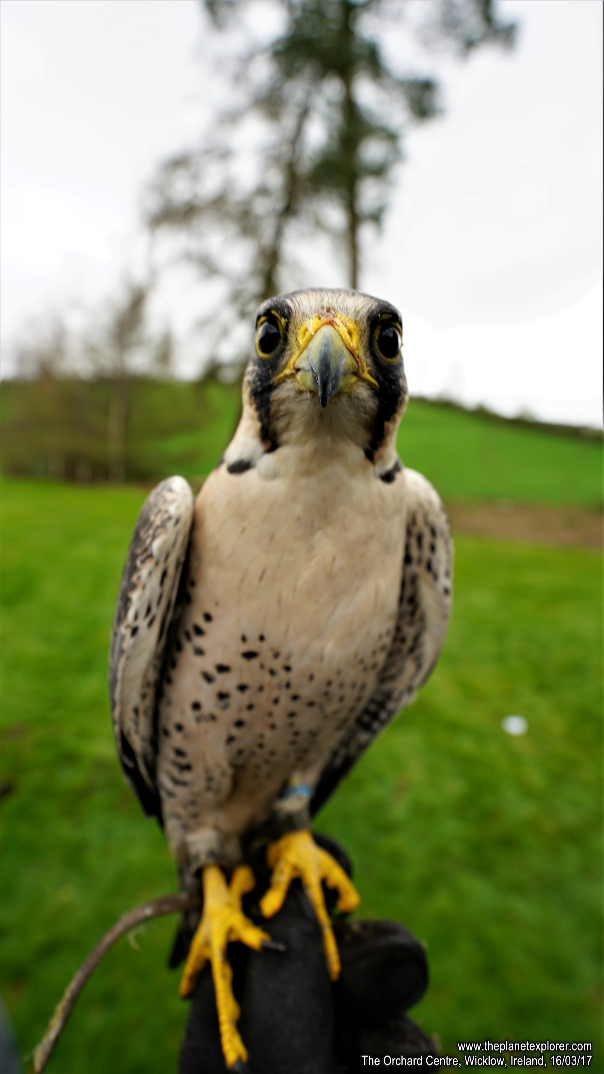 2017-03-16_1226_Ireland_Wicklow_The Orchard Centre_DSC09604_s7R2_LR_@www