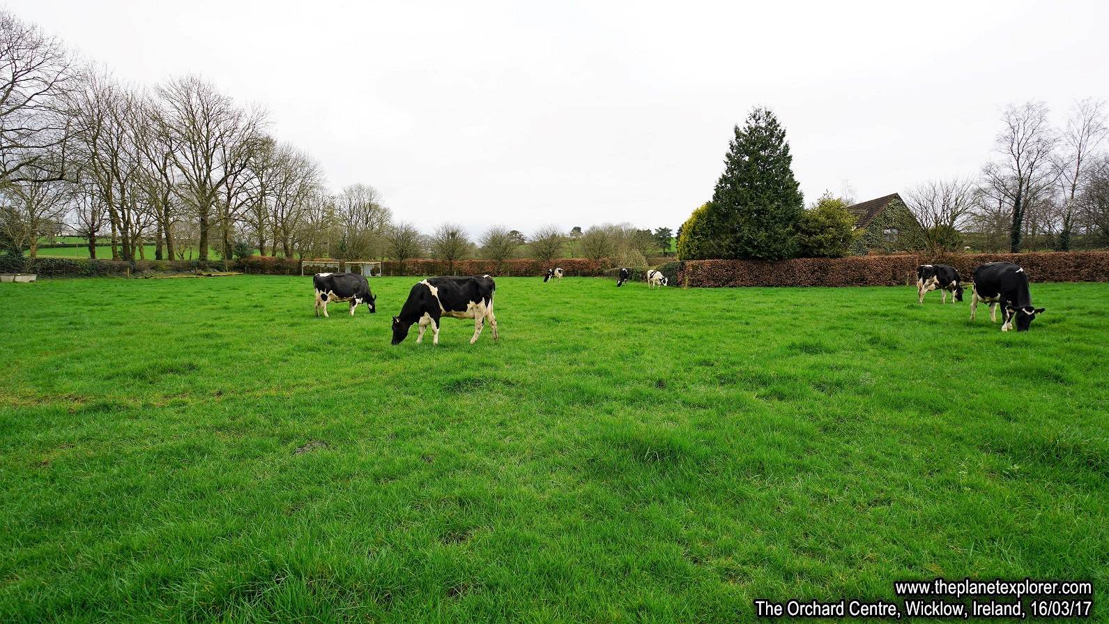 2017-03-16_1417_Ireland_Wicklow_The Orchard Centre_Cows_DSC09713_s7R2_LR_@www