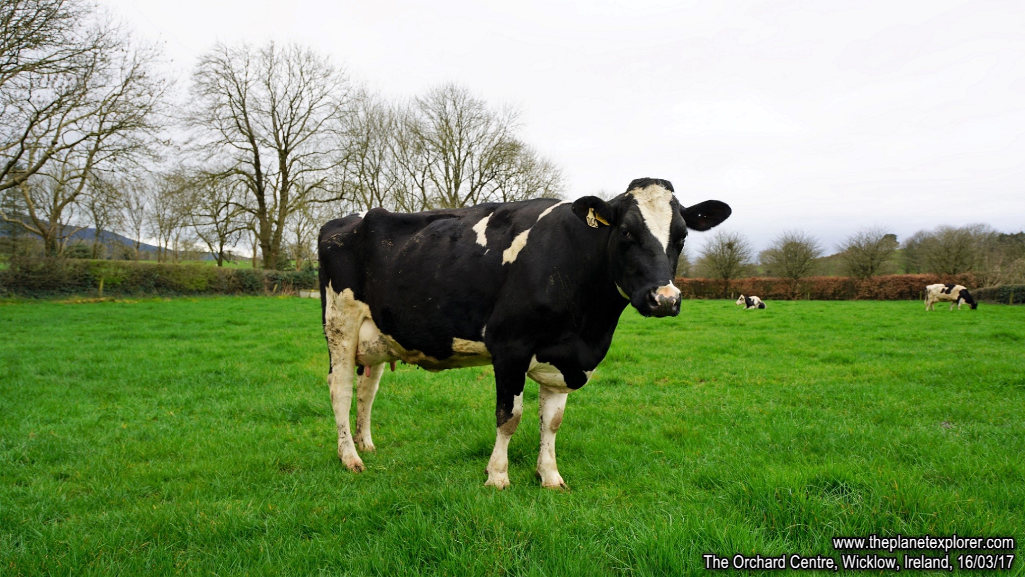 2017-03-16_1421_Ireland_Wicklow_The Orchard Centre_Cow_DSC09729_s7R2_LR_@www
