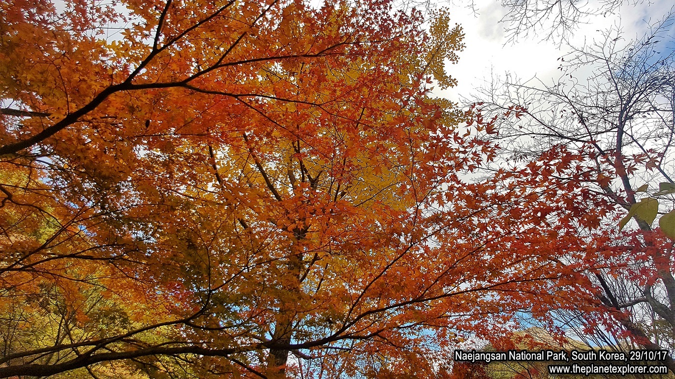 20171029_1500_South Korea_Naejangsan National Park_Samsung S7_LR_@www
