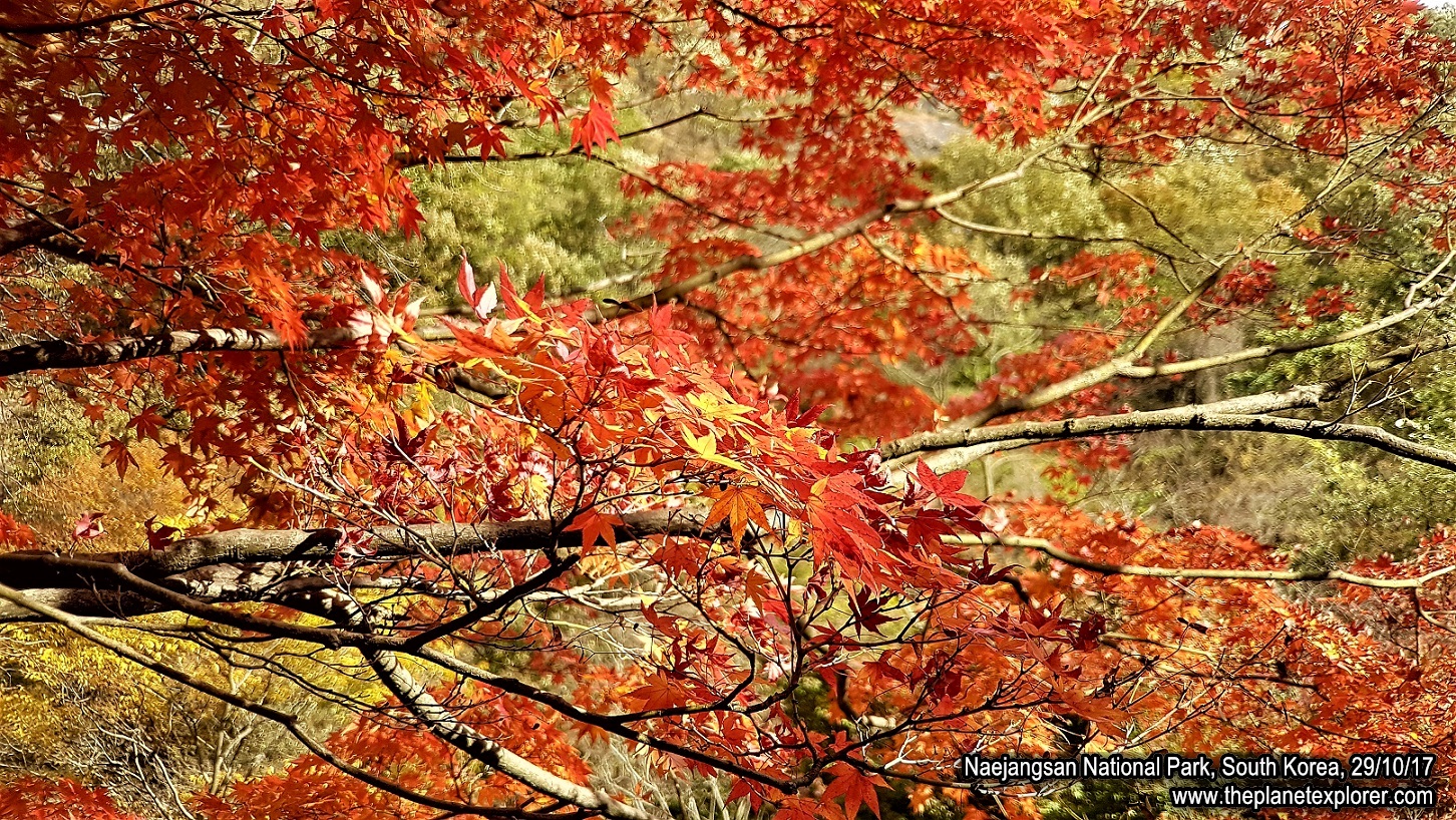20171029_1504_South Korea_Naejangsan National Park_Samsung S7_LR_@www
