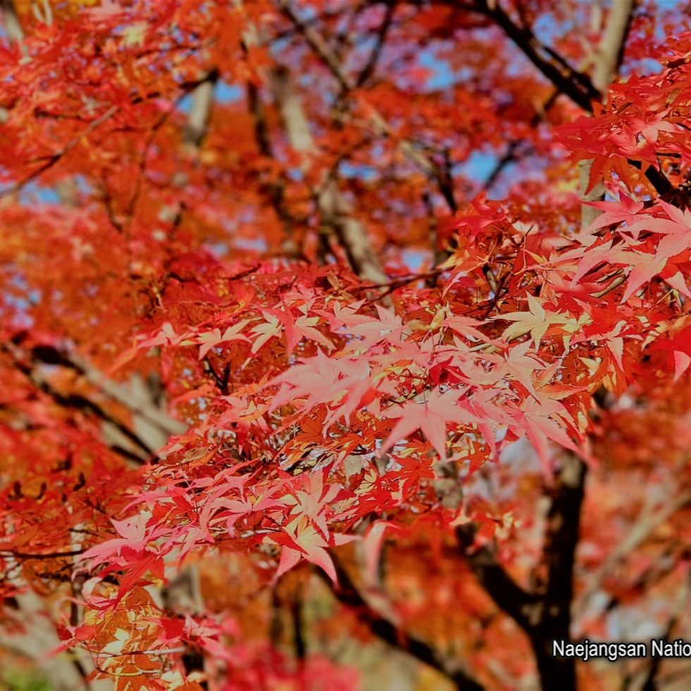 20171029_1508_South Korea_Naejangsan National Park_Samsung N8_LR_@www