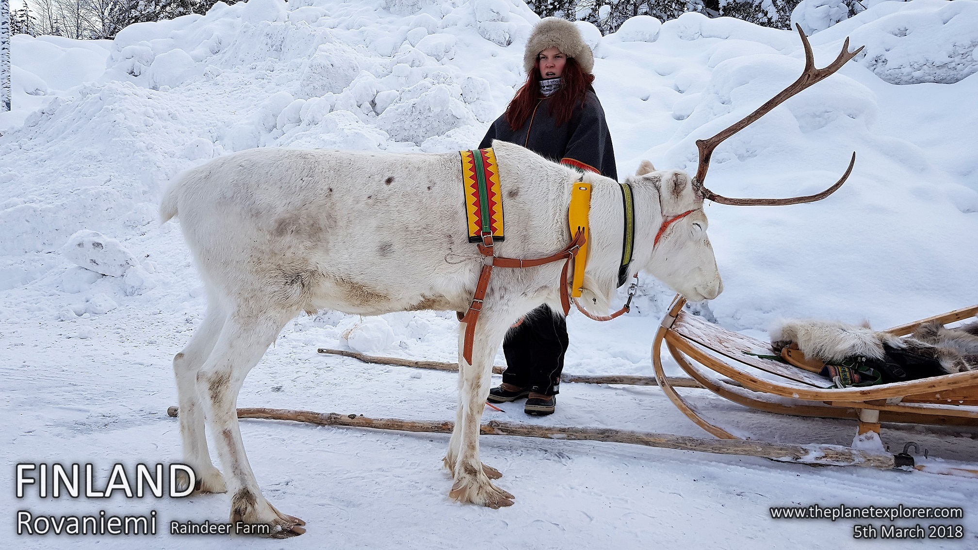 10180305_1110_Finland_Rovaniemi_Raindeer Farm_Raindeer_Samsung Note 8_LR_@www